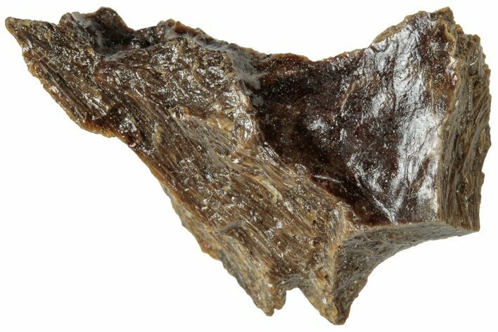 Fossil Tyrannosaur (T rex) Bone Section - Wyoming #313897